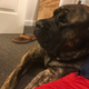 This dog will not leave my side